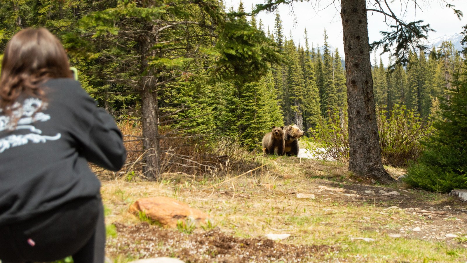 You are currently viewing American Tourists Face $25,000 Fine Over Viral Banff National Park Bear Incident