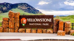 Read more about the article Yellowstone National Park Bison Strikes Again As Tourist Vehicles Targeted