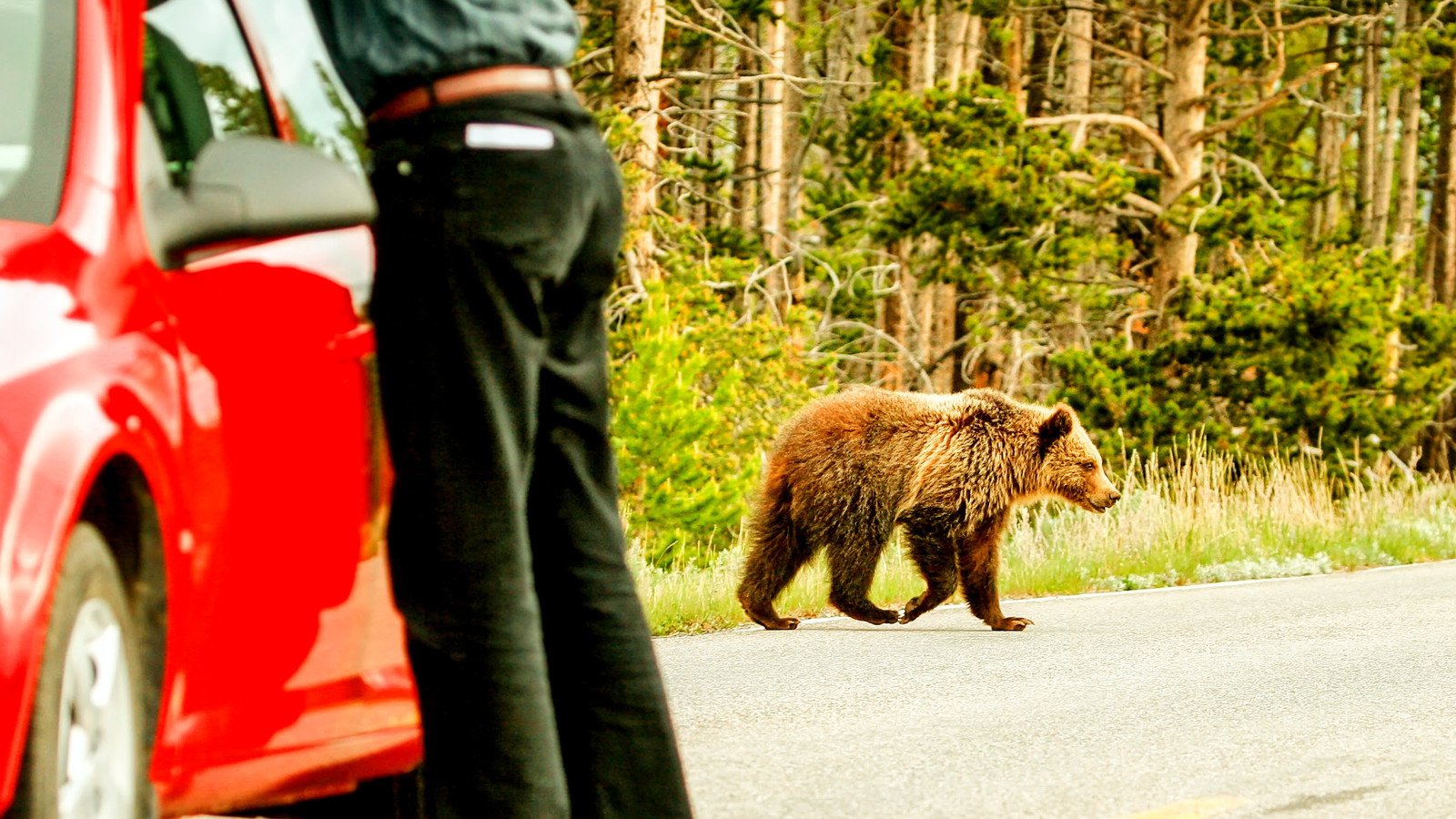 You are currently viewing Yellowstone National Park Footage Of Tourists Chasing Bears Resurfaces Only Days After Bison Flung Visitor Into The Air