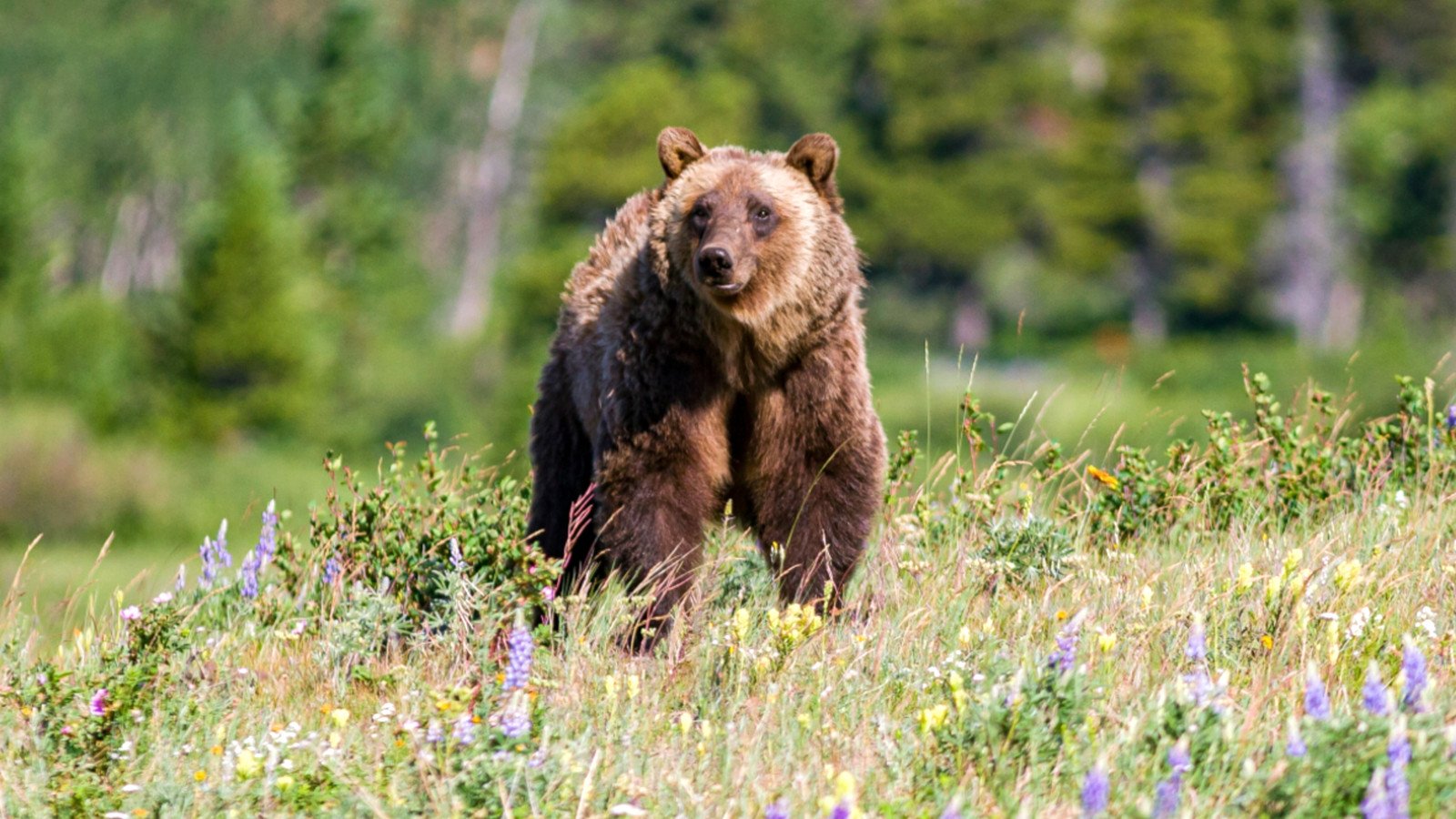 Read more about the article Glacier National Park Grizzly Attack That Killed A Visitor Reveals New Details Involving Bear Spray Usage During The Tragedy
