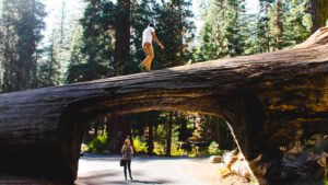 Read more about the article National Park Service Dress Code Warnings Become More Pertinent As Tourist Dies Near The World’s Oldest Living Tree