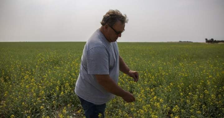 You are currently viewing Saskatchewan senator, farmer Todd Lewis dies at 65