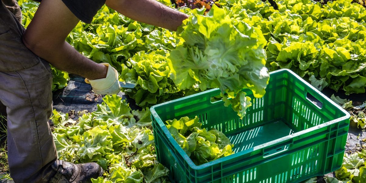 You are currently viewing 2 dead in cyclospora outbreak, Michigan health authorities say
