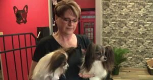 Read more about the article Possible WestJet strike leaves dog competitor out thousands in rebooking fees