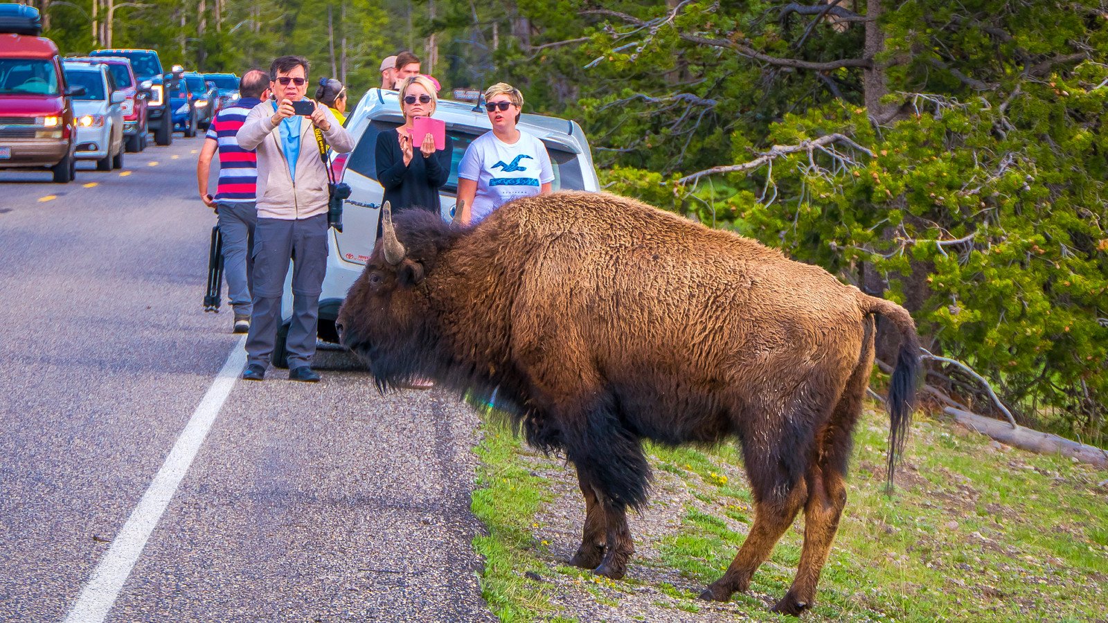 You are currently viewing Yellowstone National Park Visitors Capture Child Narrowly Avoiding Being Tossed Into The Air By A Bison During “Heart-Stopping” Incident